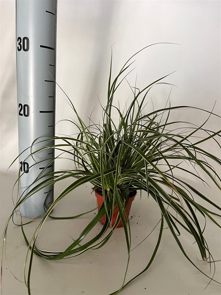Carex Fisher's Form