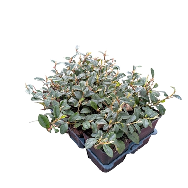 Cotoneaster Dammeri
