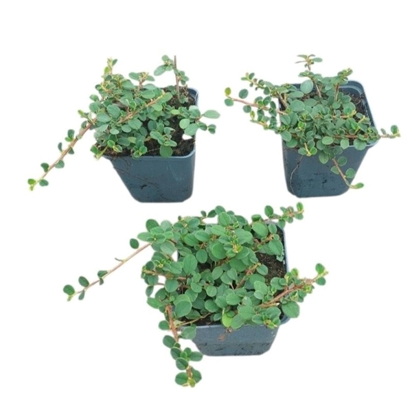 Cotoneaster Procumbens Streib's Findling