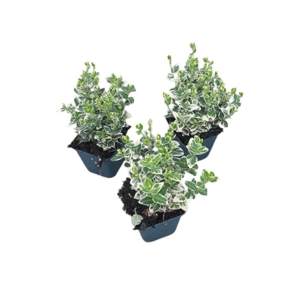 Euonymus Fortunei Emerald Gaiety