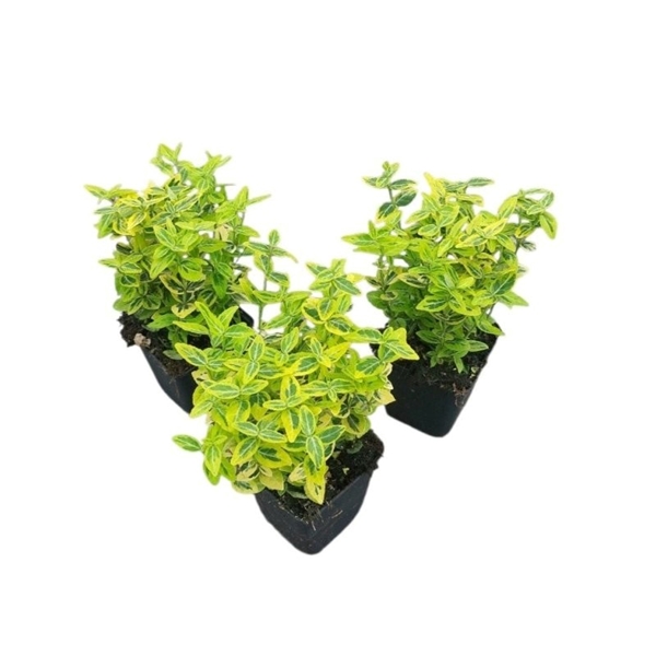 Euonymus Fortunei Emerald 'n' Gold