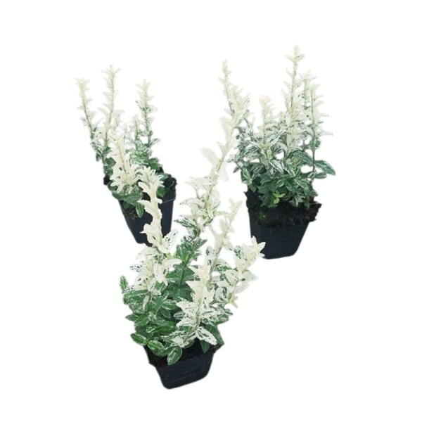 Euonymus Fortunei Harlequin