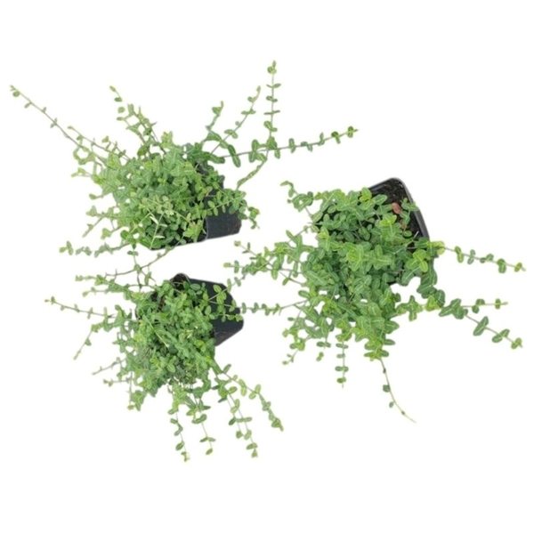 Euonymus Fortunei Minimus