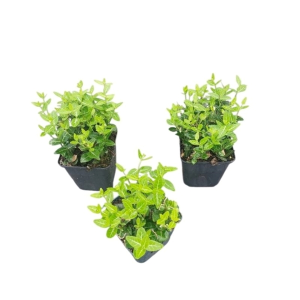 Euonymus Fortunei Radicans