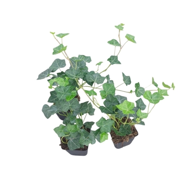 Hedera Hibernica