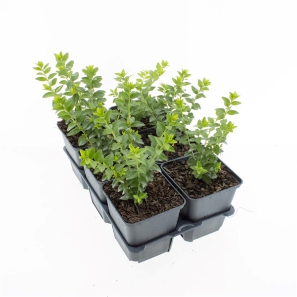 Lonicera Nitida Maigrün