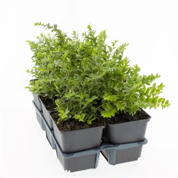 Lonicera Nitida Maigrün