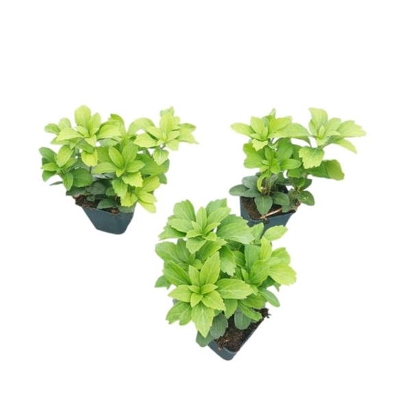 Pachysandra Terminalis