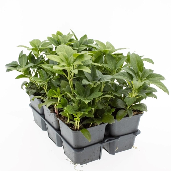 Pachysandra Terminalis