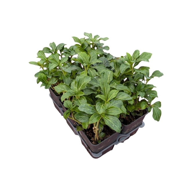 Pachysandra Terminalis Green Sheen