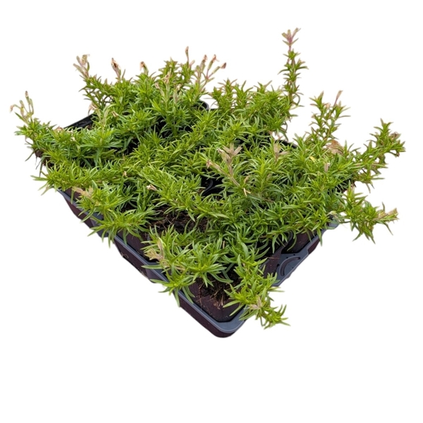 Phlox Subulata Scarlet Flame