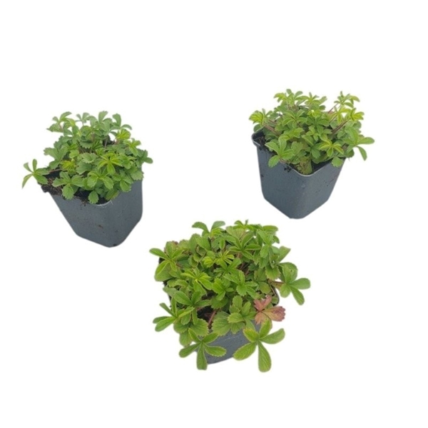Potentilla Ron McBeath