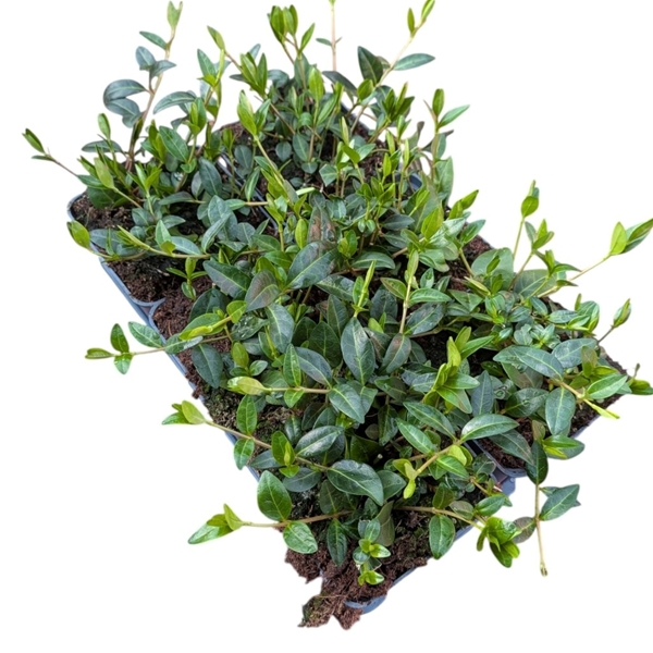 Vinca Minor