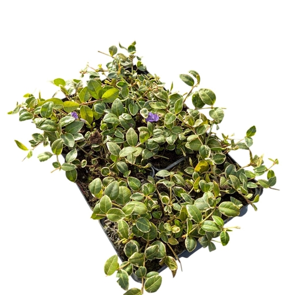 Vinca Minor Ralph Shugert