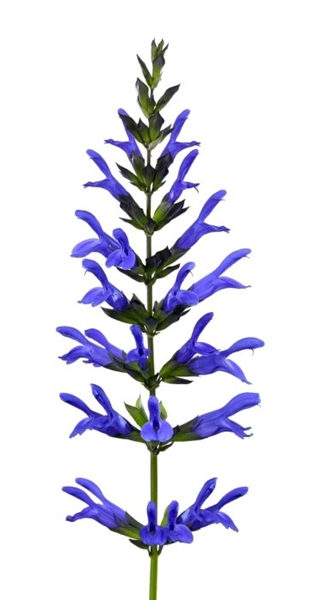 Salvia Salgoon Lake Como