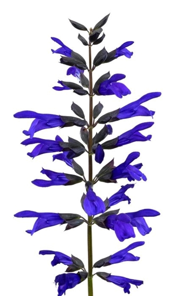 Salvia Salgoon Lake Blueberry