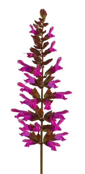 Salvia Salgoon Lake Flamingo