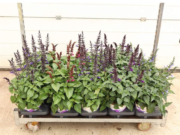 Salvia Salgoon Lake Mix