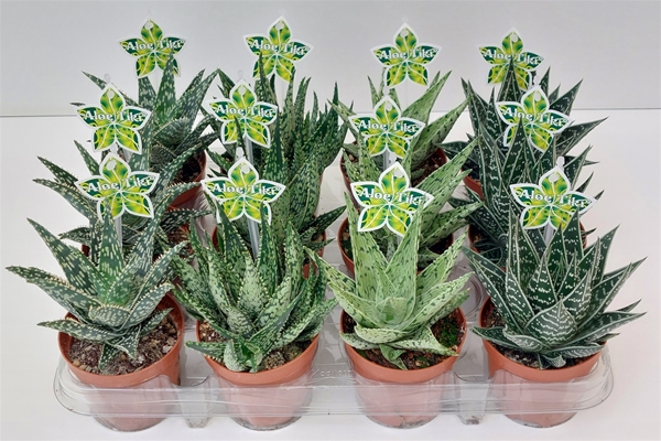 Aloe Tiki Quattro 