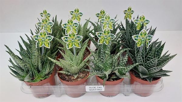 Aloe Tiki Quattro 