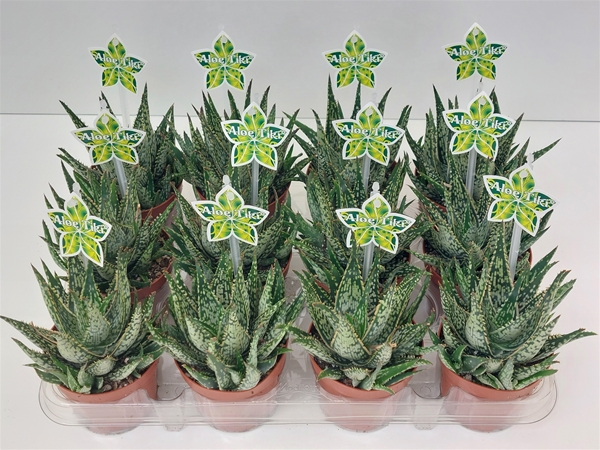 Aloe Tiki Reef 