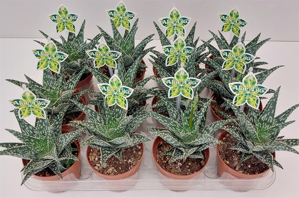 Aloe Tiki Splash 