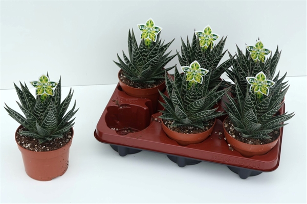 Aloe Tiki Tahi XL 