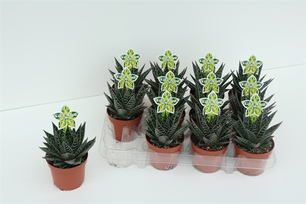 Aloe Tiki Tahi 