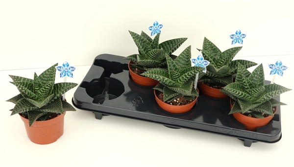 Aloe Tiki Zilla XL
