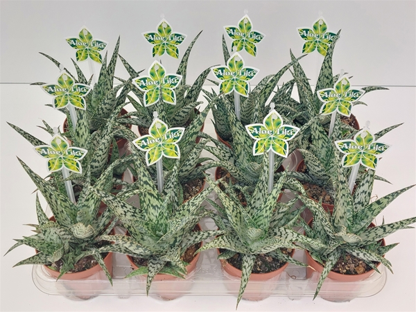 Aloe Tiki Wave 