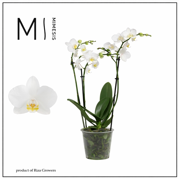 Phalaenopsis Florion 3-t