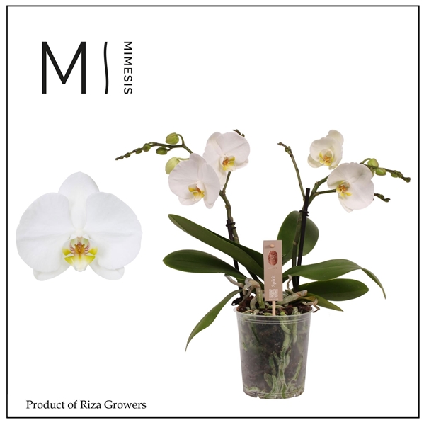 Phalaenopsis 2-t Spirit Weiss