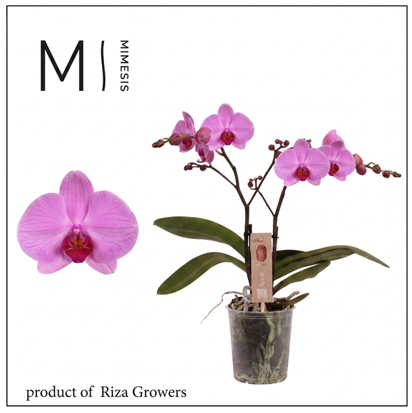 Phalaenopsis 2-t Spirit Pink