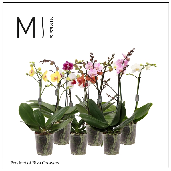 Phalaenopsis Multiflora 2-t Mixtray