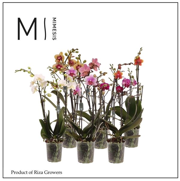 Phalaenopsis Multiflora 4-t Mixtray