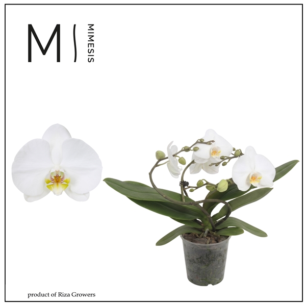 Phalaenopsis Muse Weiss