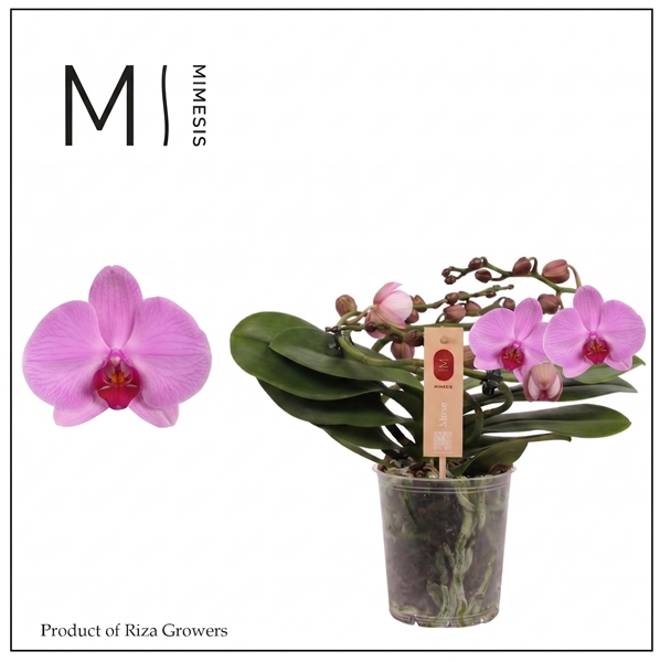 Phalaenopsis Muse Pink