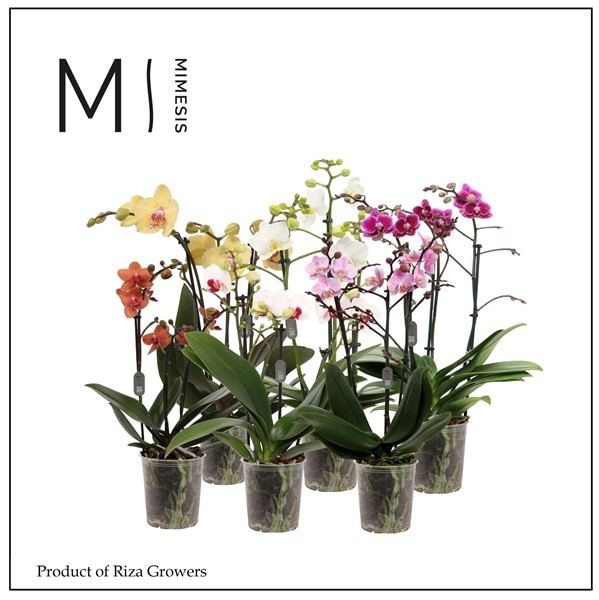 Phalaenopsis Multiflora 3-t Mixtray
