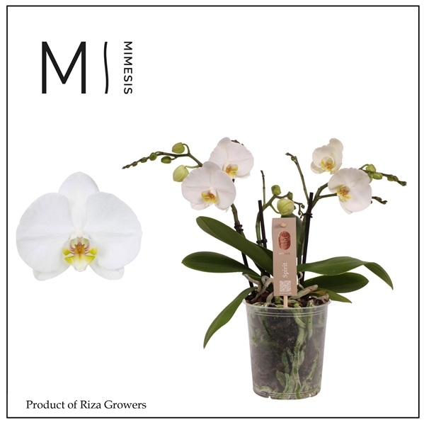 Phalaenopsis 3-t Spirit Weiss