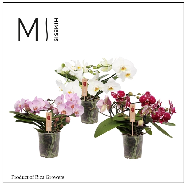Phalaenopsis Muse Mix