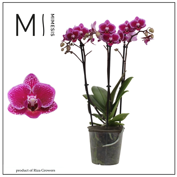 Phalaenopsis Multiflora 3-t Hornglin