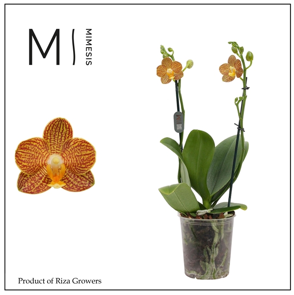 Phalaenopsis Multiflora 2-t Indian Summer