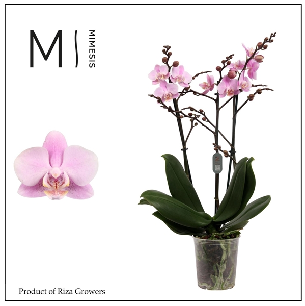 Phalaenopsis Multiflora 3-t Beaution
