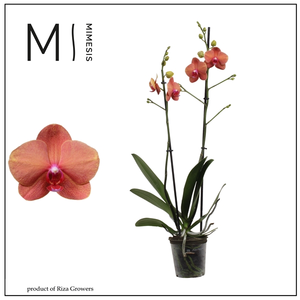 Phalaenopsis 2-t Surf Song