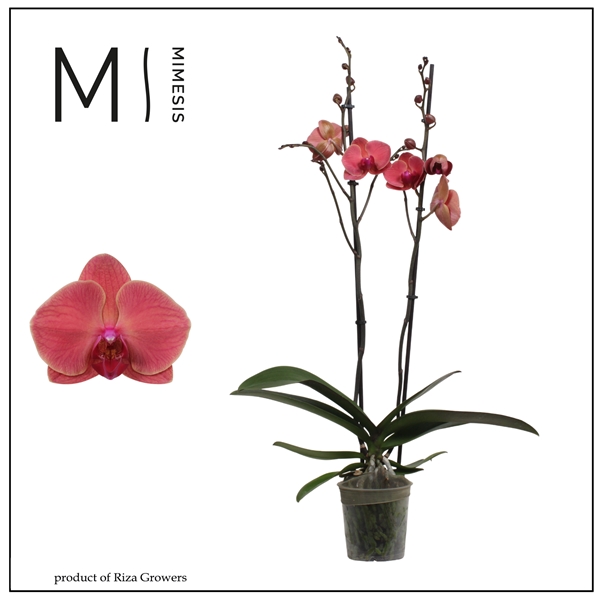 Phalaenopsis 2-t Asian Coral