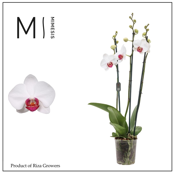 Phalaenopsis 3-t Red Eye