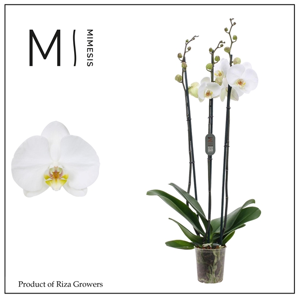 Phalaenopsis 3-t Gross Weiss