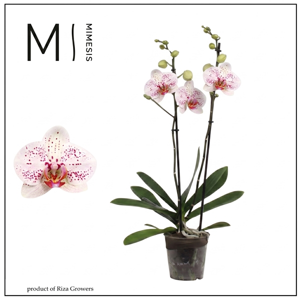 Phalaenopsis 2-t Goya