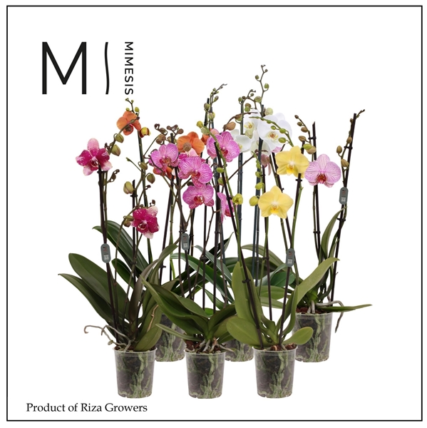 Phalaenopsis 3-t Mixtray