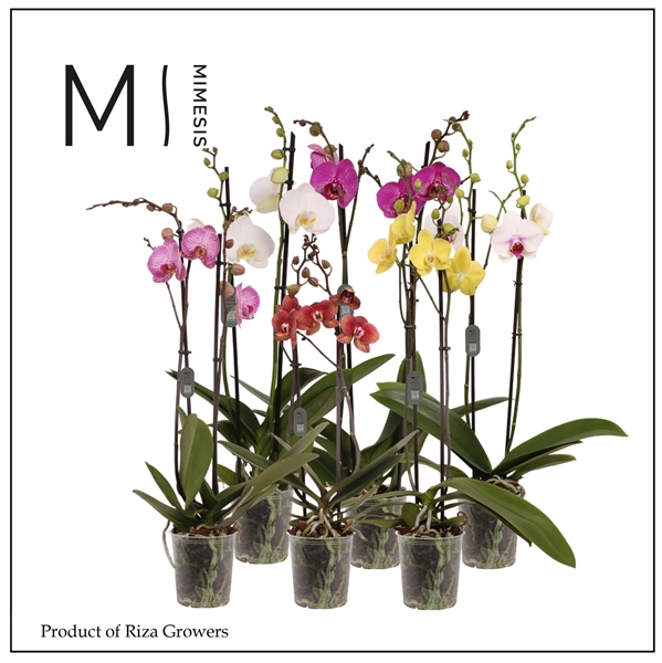Phalaenopsis 2-t Mixtray